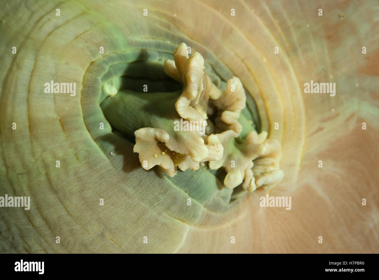 Tasse géante (Amplexidiscus fenestrafer corail champignon) étroitement liées à des anémones de mer, îles Raja Ampat, Indonésie Banque D'Images