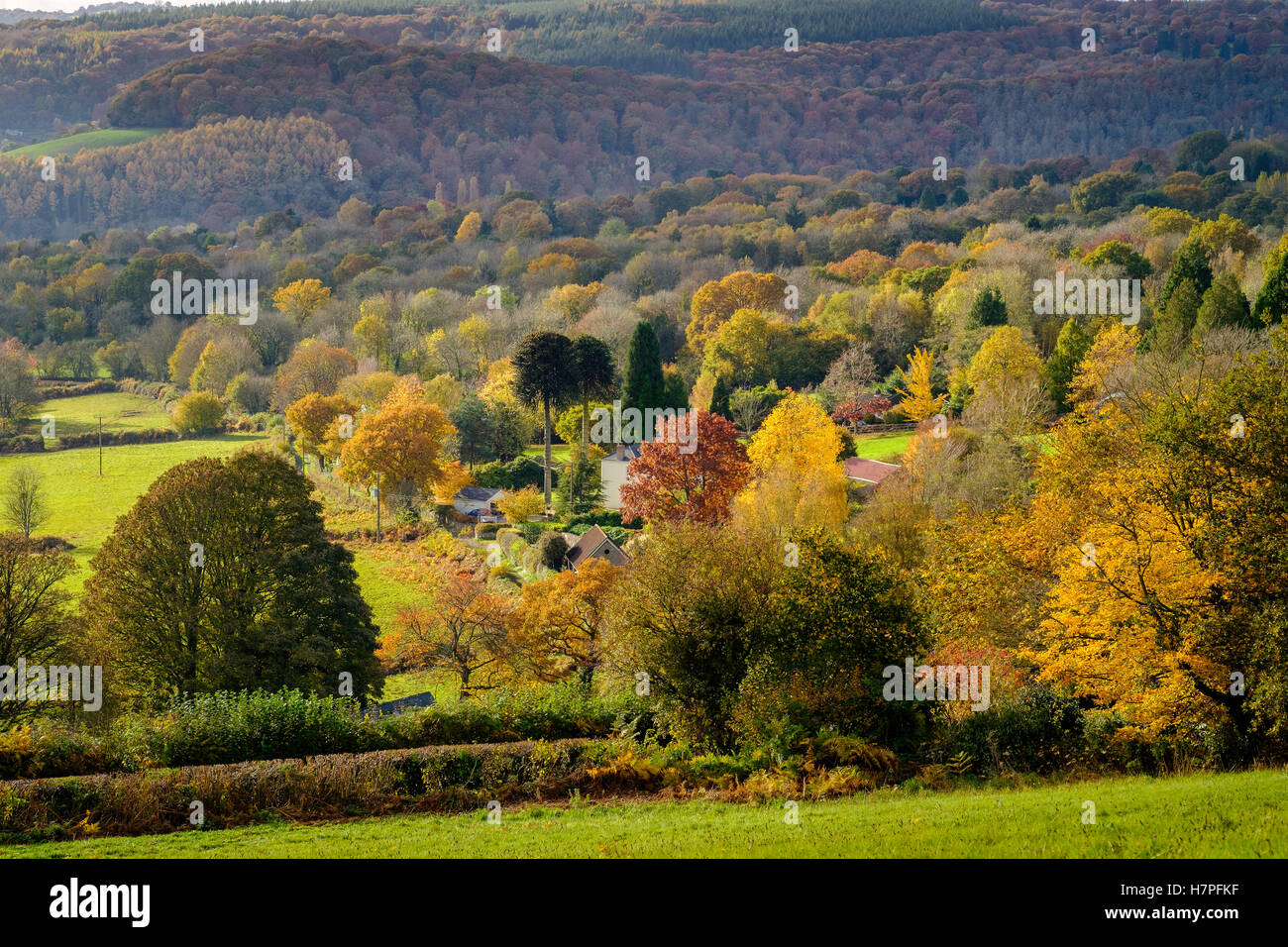 Les arbres d'automne à la vallée de Wye vers Hewelsfield Gloucestershire England UK. Près de forêt de Dean UK Banque D'Images