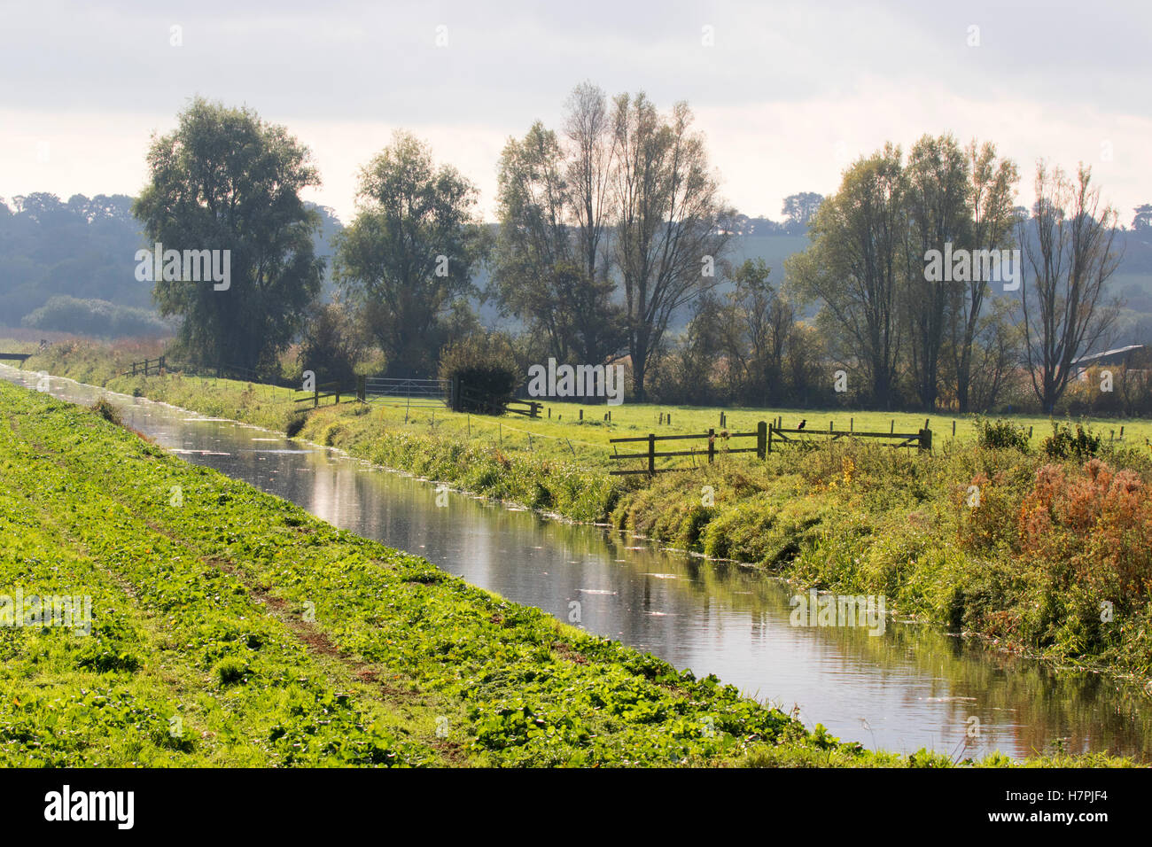 Canal d'eau dans le champ. Prises d'octobre, la réserve RSPB Mur Jambon, Somerset Levels, Somerset, Royaume-Uni. Banque D'Images
