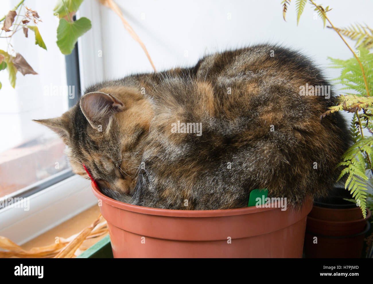 Chat domestique, portrait d'adulte seul dormir à jardinière. Worcestershire, Royaume-Uni. Banque D'Images