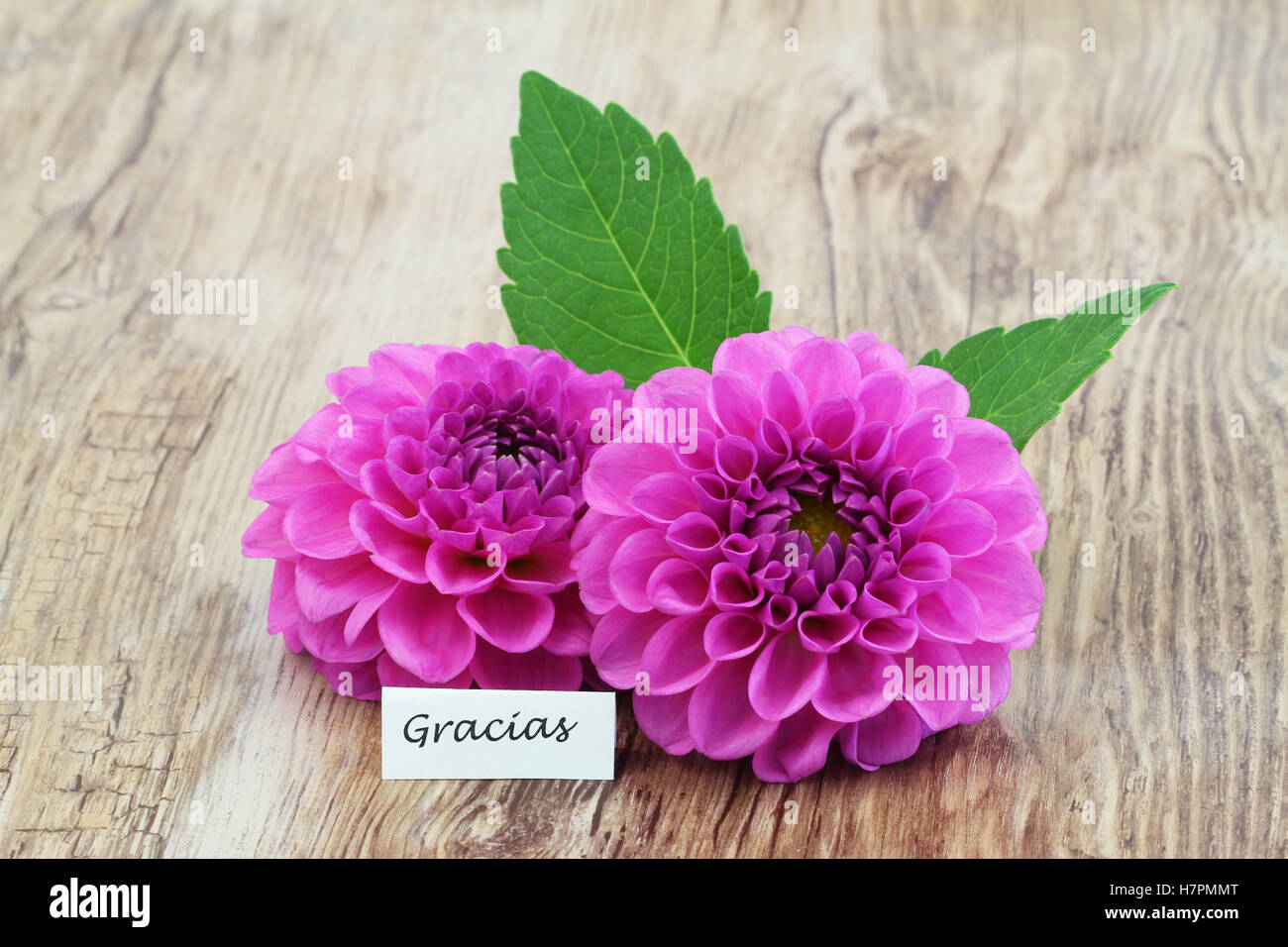 Gracias (ce qui signifie merci en espagnol) carte avec deux fleurs dahlia rose Banque D'Images