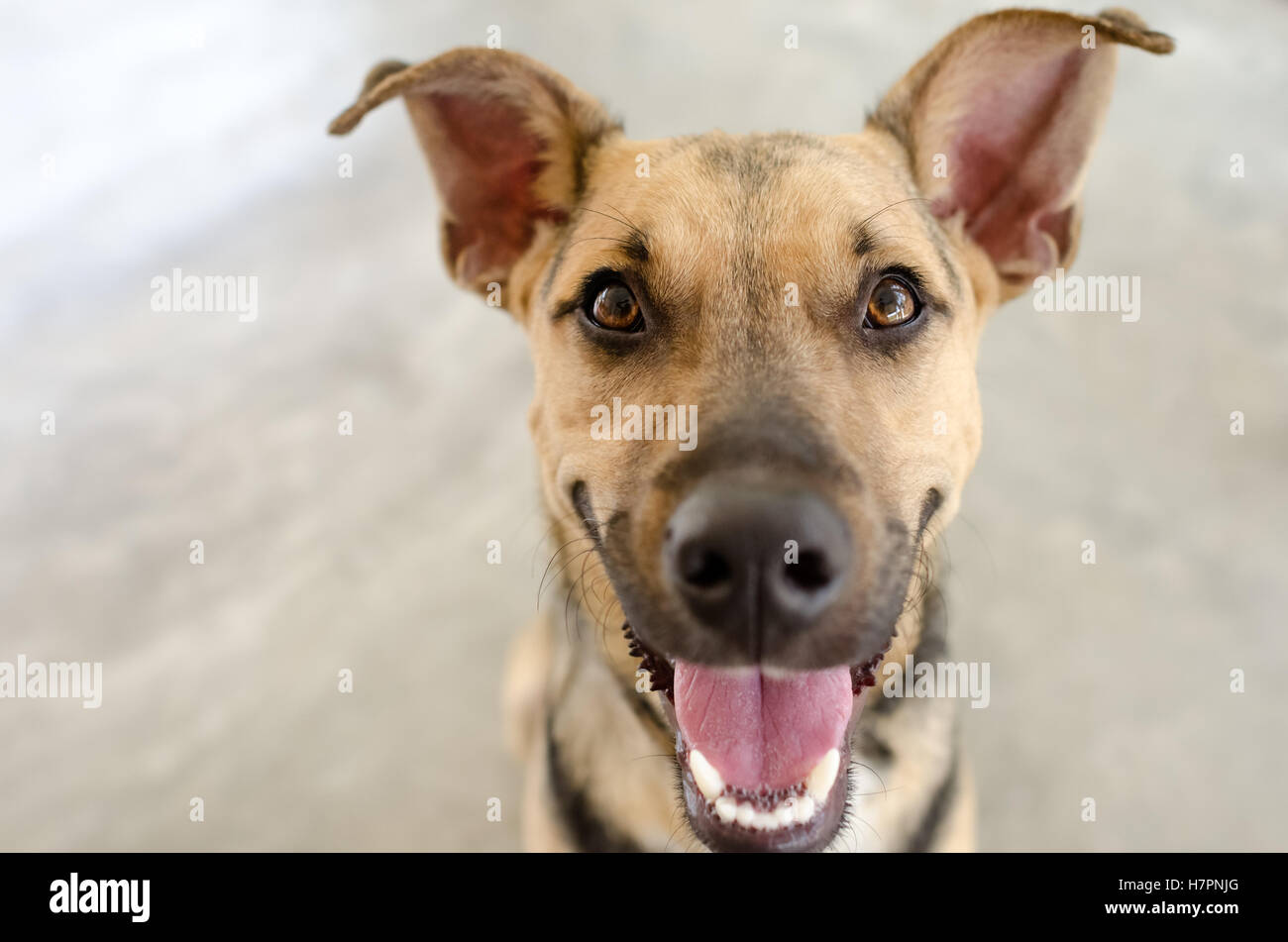 Chien heureux est un drôle de petit chien avec un grand sourire heureux sur son visage. Banque D'Images