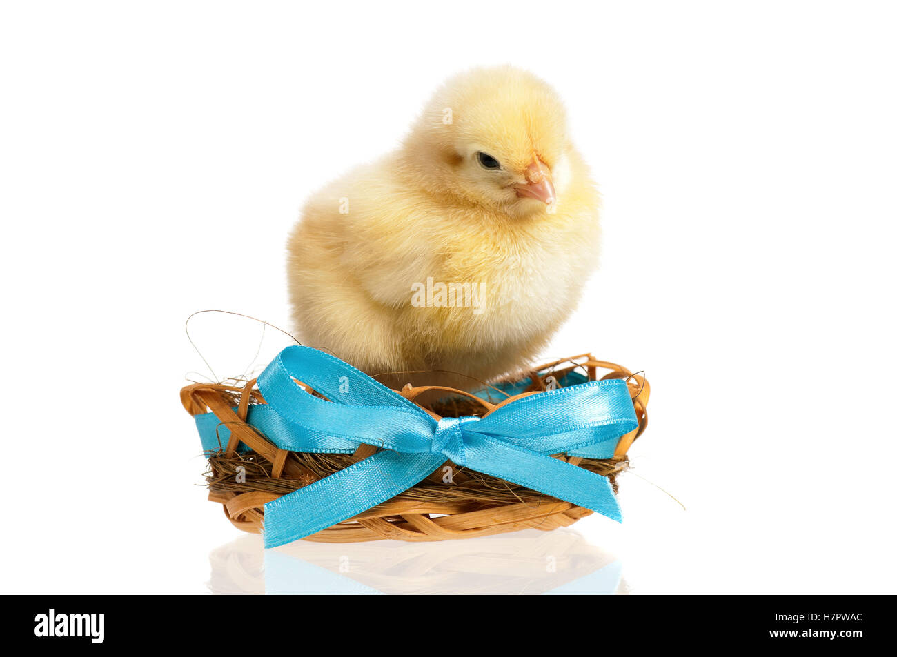 Poulet nouveau-né in nest Banque D'Images