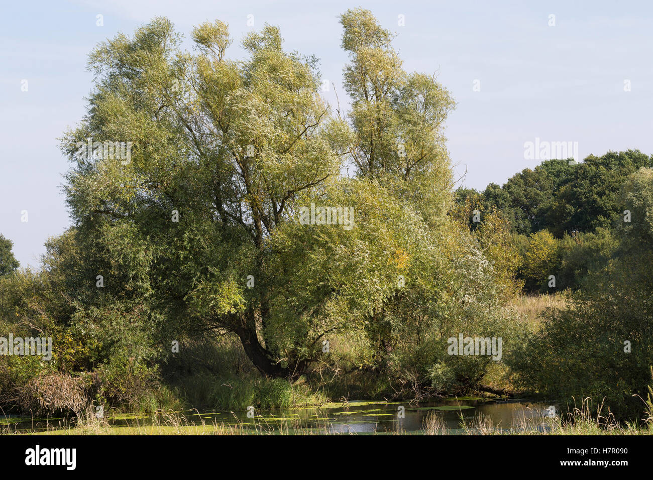Silber-Weide Weissweide Silberweide,,, Weißweide, Weide, Salix alba, le Saule blanc, le Saule blanc, Saule commun, Saule argenté, Banque D'Images