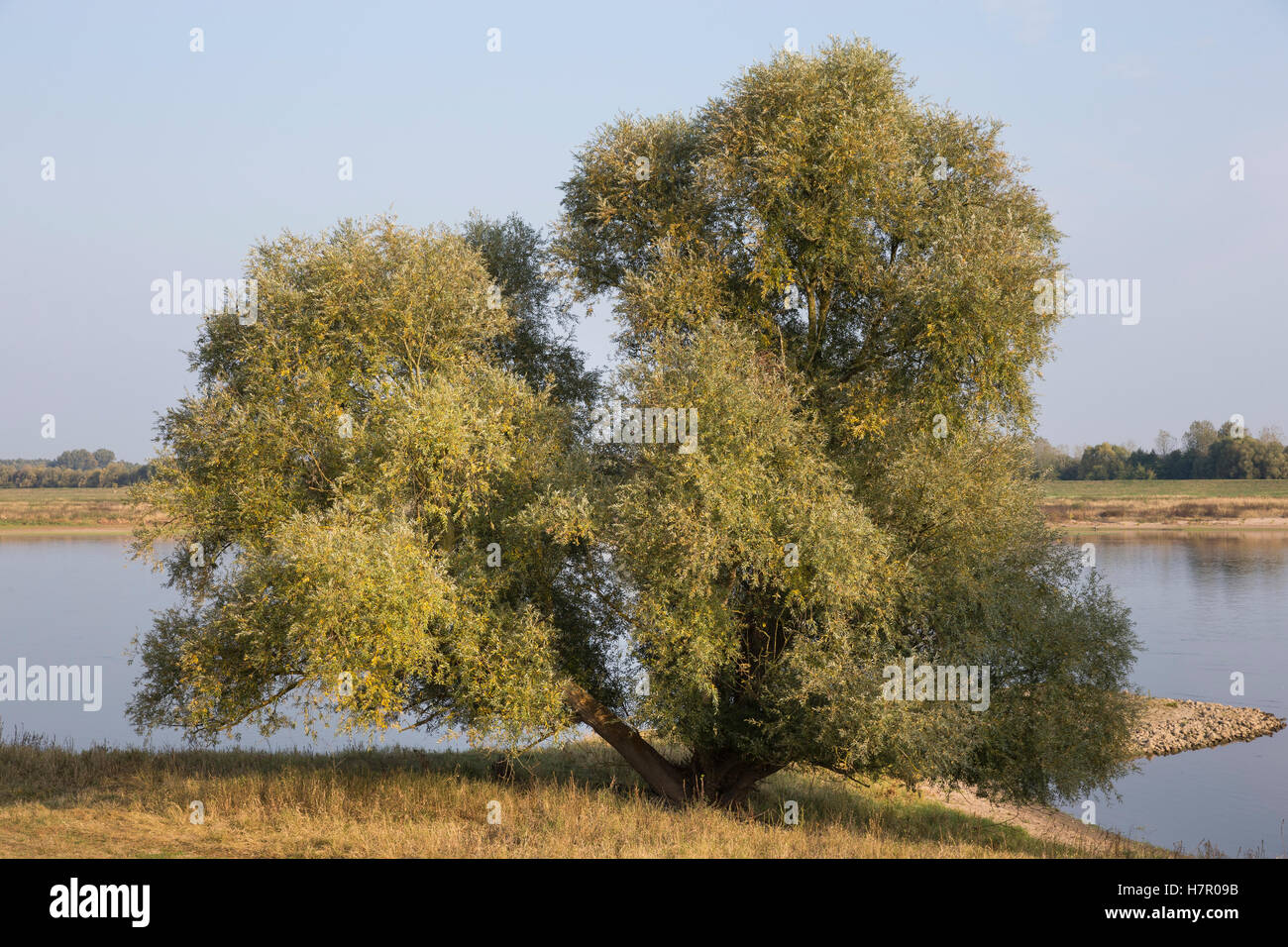 Silber-Weide Weissweide Silberweide,,, Weißweide, Weide, Salix alba, le Saule blanc, le Saule blanc, Saule commun, Saule argenté, Banque D'Images