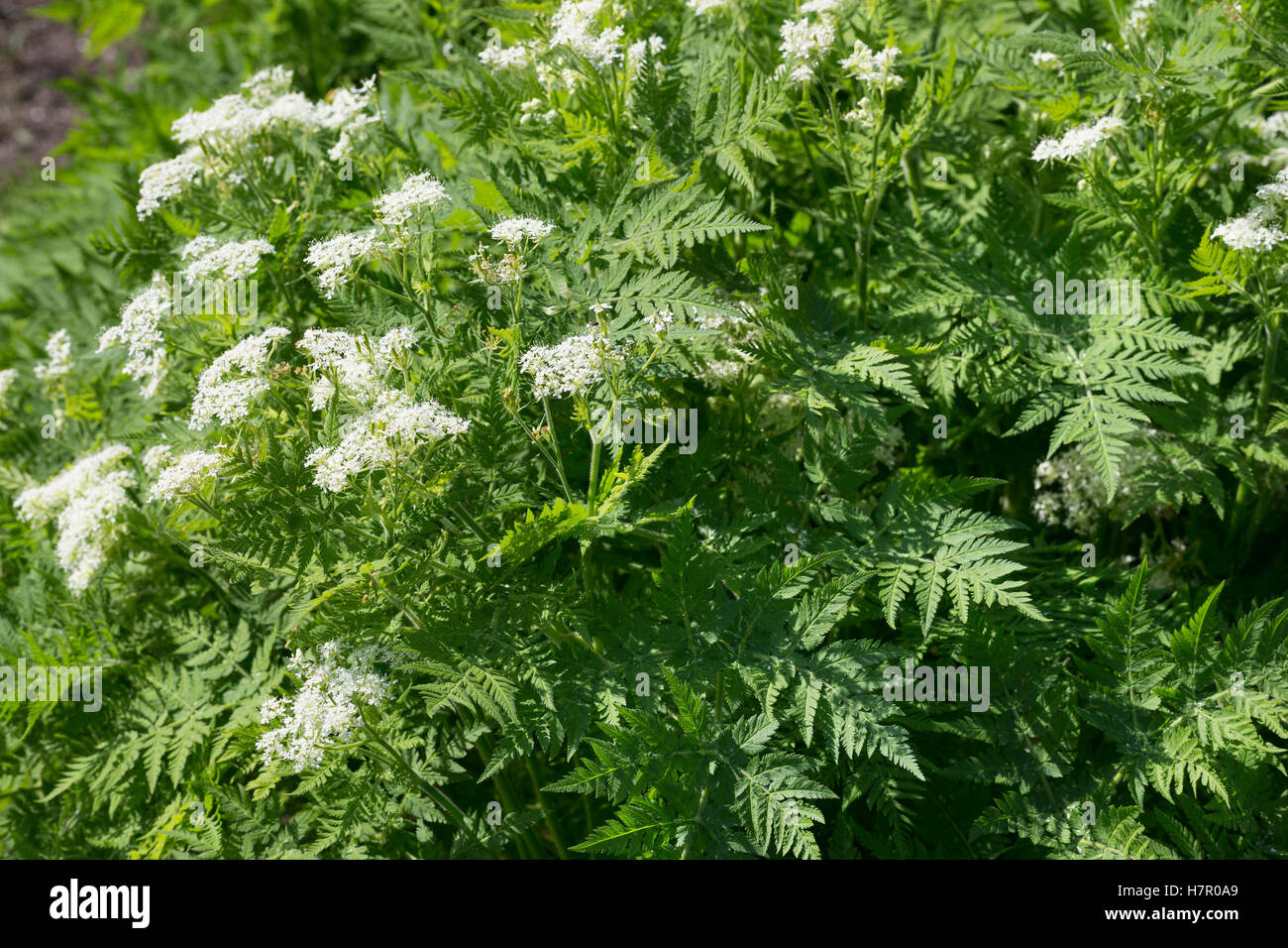 Süßdolde Myrrhencurbel, Süß,-Myrrhen-Curbel Süssdolde Dolde,,, Myrrhis odorata, Scandix odorata, Sweet Cicely, Sweet-Cicely Banque D'Images