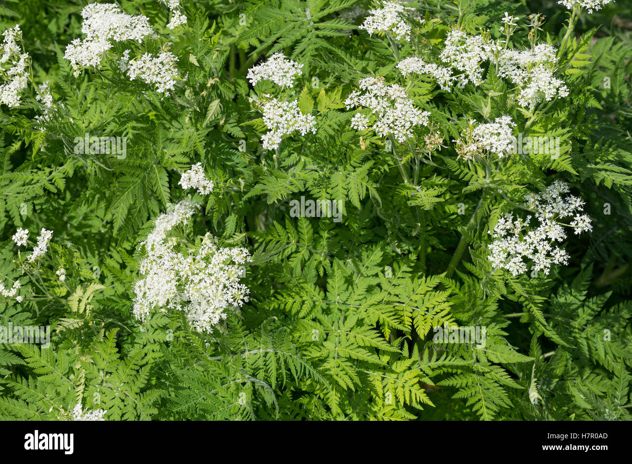 Süßdolde Myrrhencurbel, Süß,-Myrrhen-Curbel Süssdolde Dolde,,, Myrrhis odorata, Scandix odorata, Sweet Cicely, Sweet-Cicely Banque D'Images