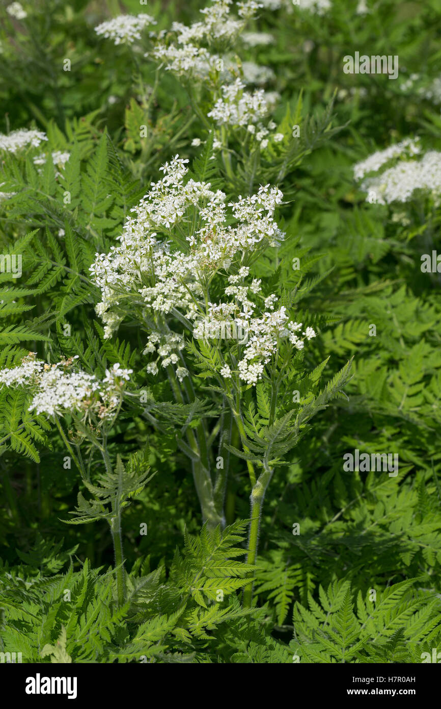 Süßdolde Myrrhencurbel, Süß,-Myrrhen-Curbel Süssdolde Dolde,,, Myrrhis odorata, Scandix odorata, Sweet Cicely, Sweet-Cicely Banque D'Images