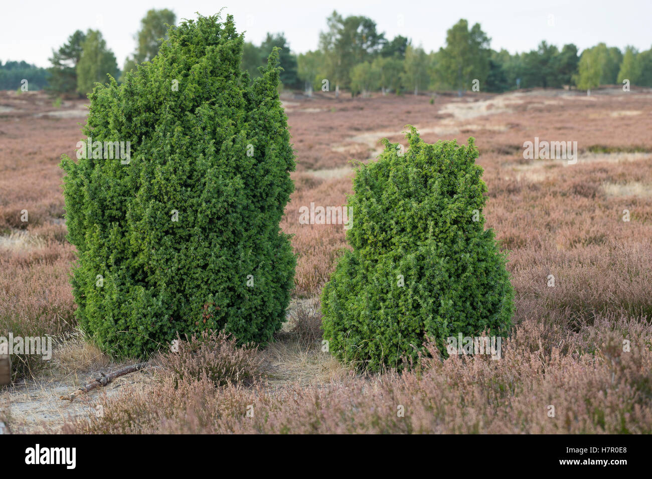 «Heidewacholder Heide-Wacholder Wacholder,,,, le genévrier commun Juniperus communis Banque D'Images
