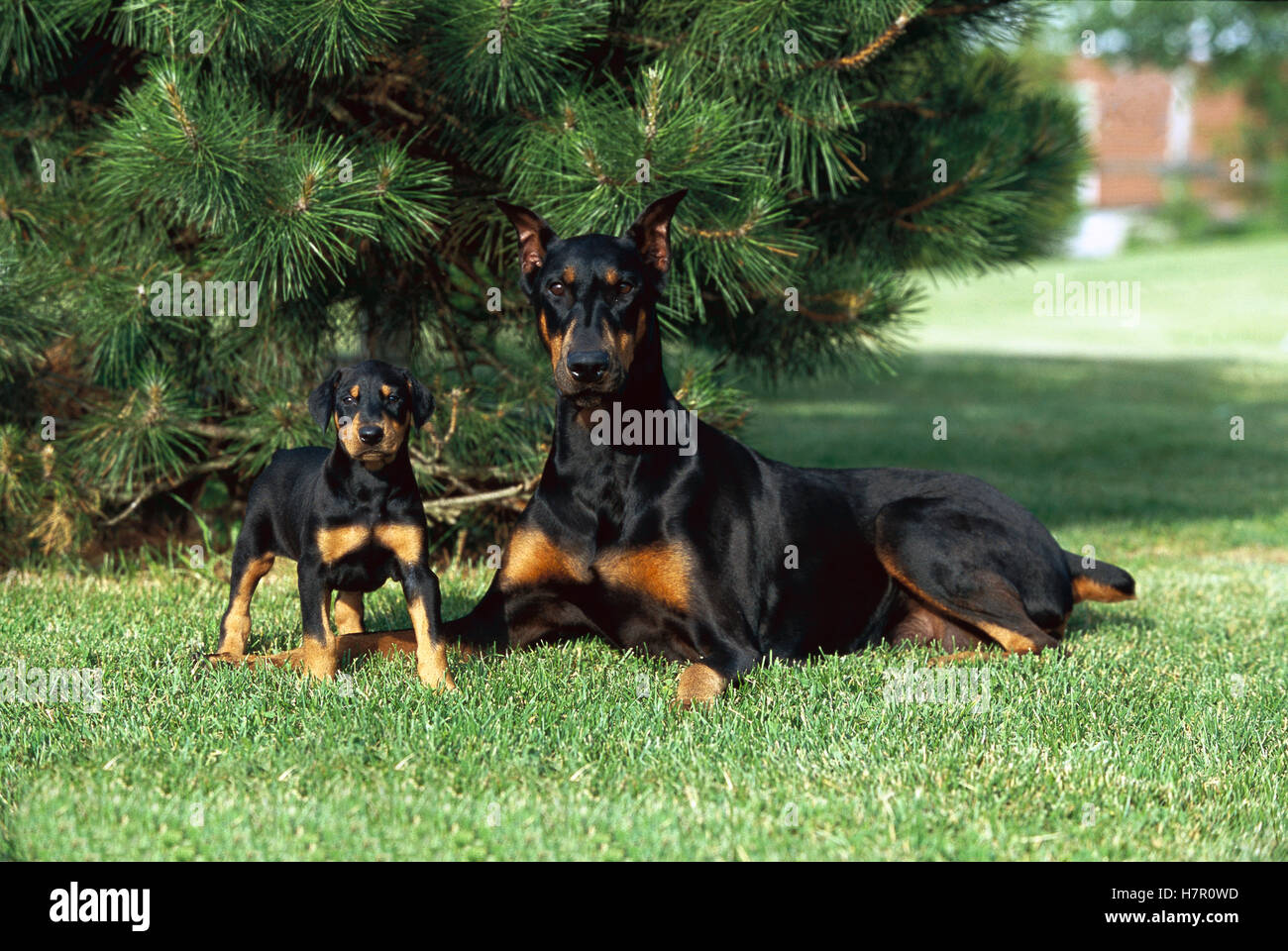 Dobermann (Canis familiaris) maman avec coupé les oreilles et la queue et  déclipsé chiot Photo Stock - Alamy