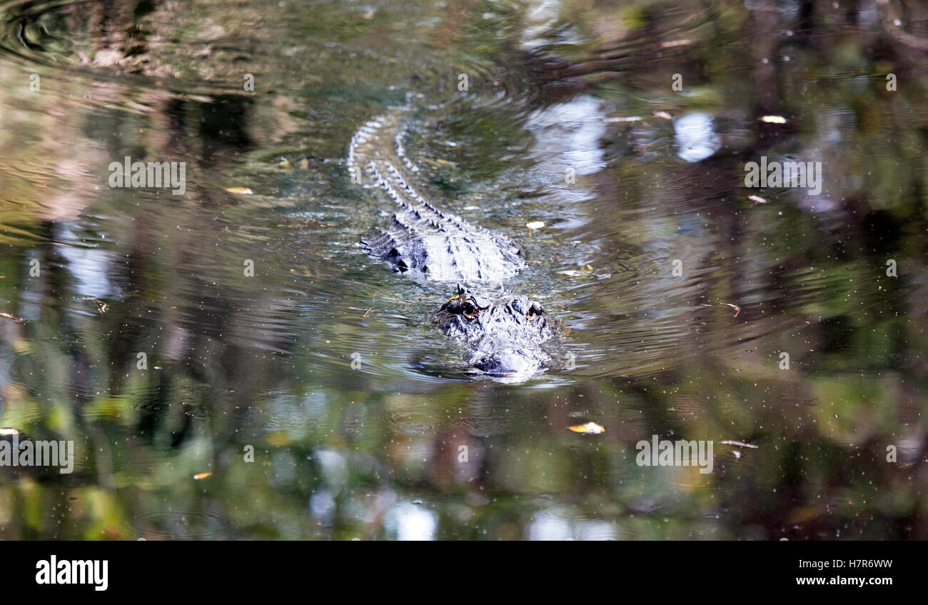 Alligator Banque D'Images