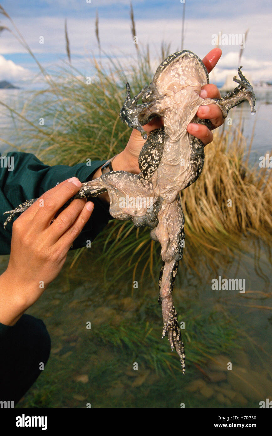 Le lac Titicaca (grenouille Telmatobius culeus) the world's largest  grenouille aquatique, tenu par un chercheur du lac Titicaca à 13 000 pieds  Photo Stock - Alamy