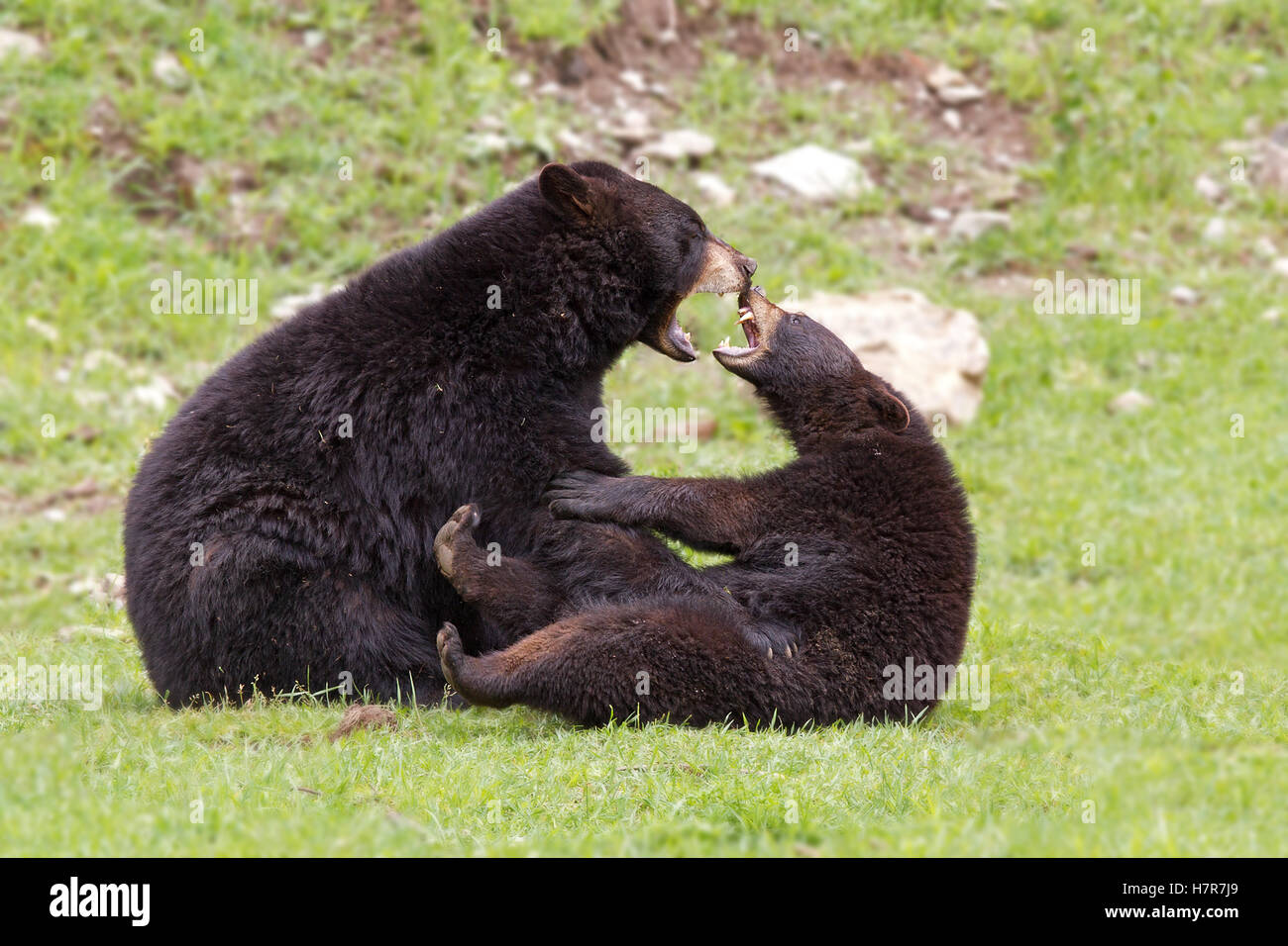 rencontre avec ours canada