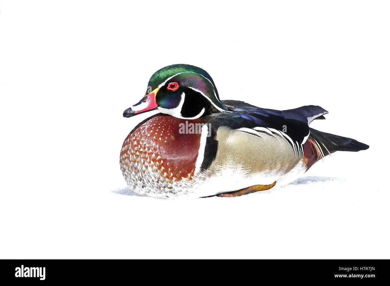 Canard en bois en hiver au Canada Banque D'Images