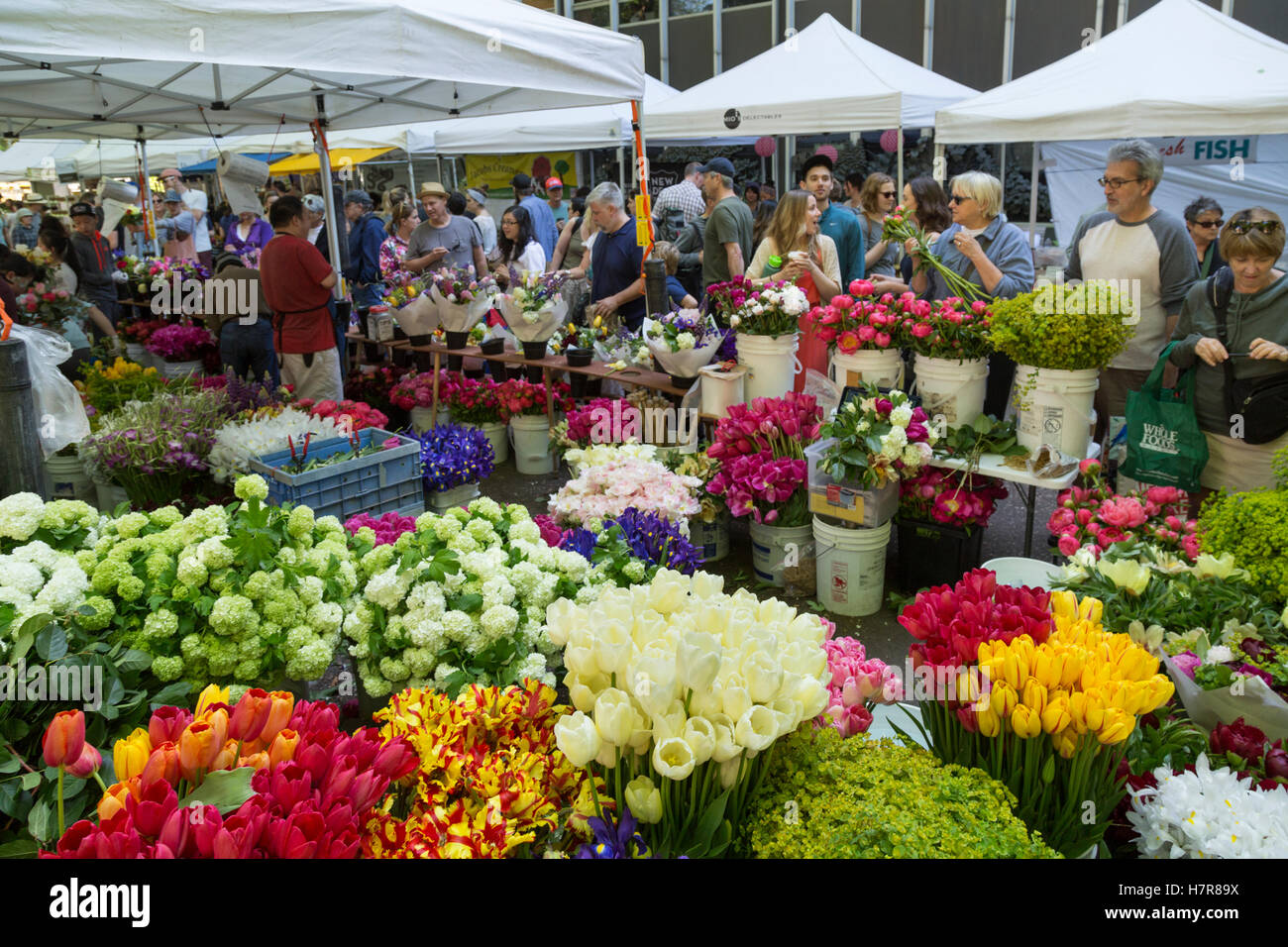 Samedi Marché de producteurs au printemps, Portland State University, Portland, OR, USA Banque D'Images