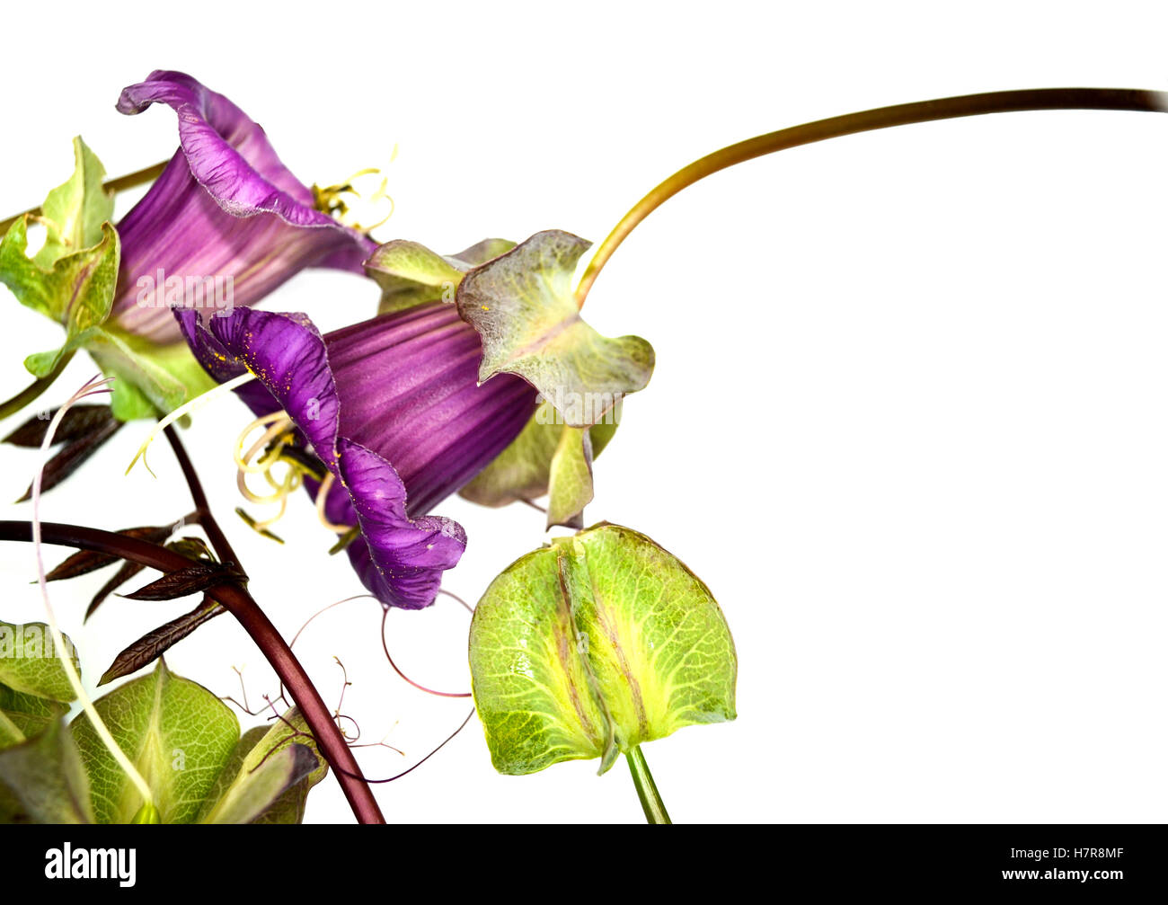 Cobaea scandens 'Purple', la Tasse et soucoupe fleur, également connu sous le nom de tasse et soucoupe Vine, cloches de la cathédrale. Vu ici avec gousse Banque D'Images