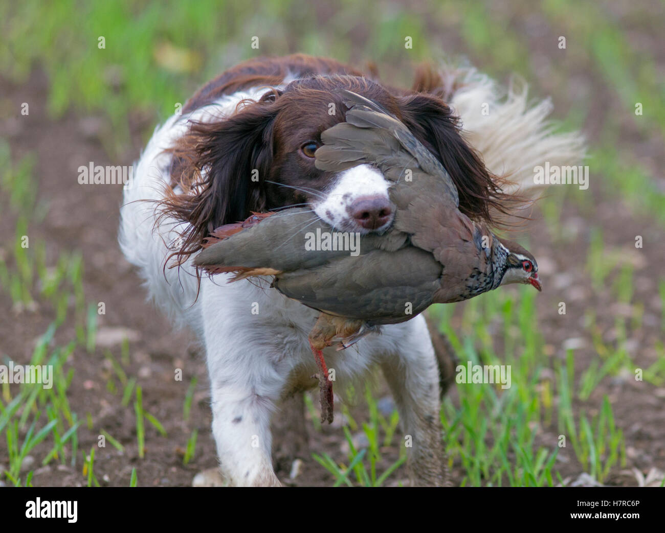 Springer Spaniel de la récupération des perdrix à pattes rouges sur l'analyse de jeu Banque D'Images