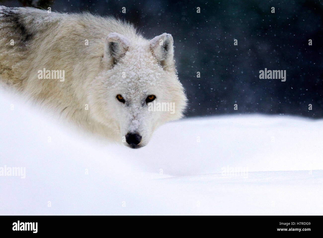 Loup dans la neige Banque D'Images