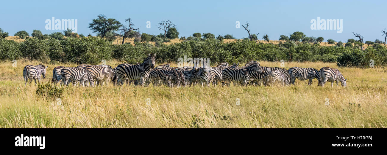 Panorama de le zèbre de Burchell (Equus quagga burchellii) le pâturage dans le pinceau, Botswana Banque D'Images