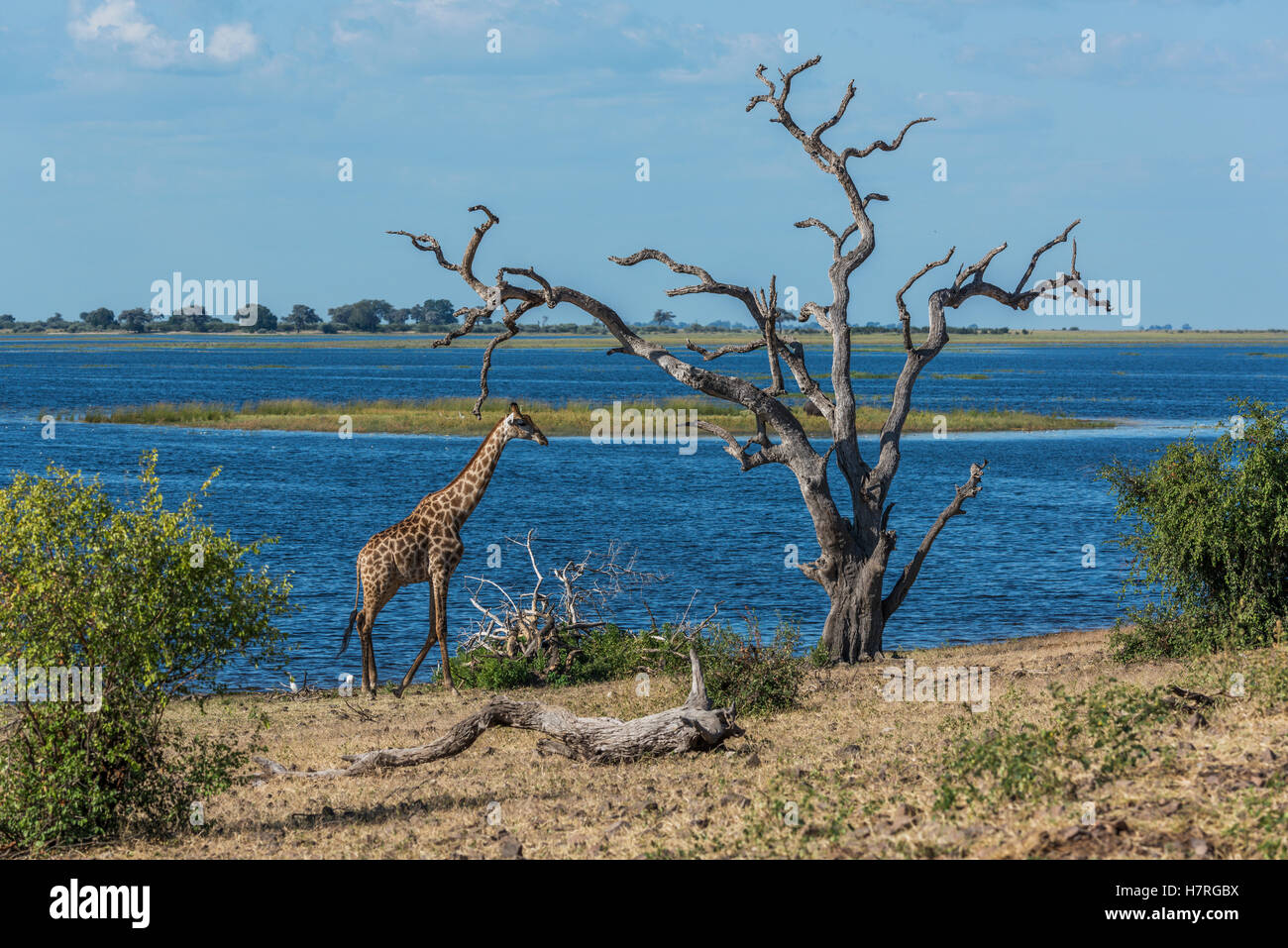 South African Girafe (Giraffa camelopardalis giraffa) marcher par arbre mort ; le Botswana Banque D'Images