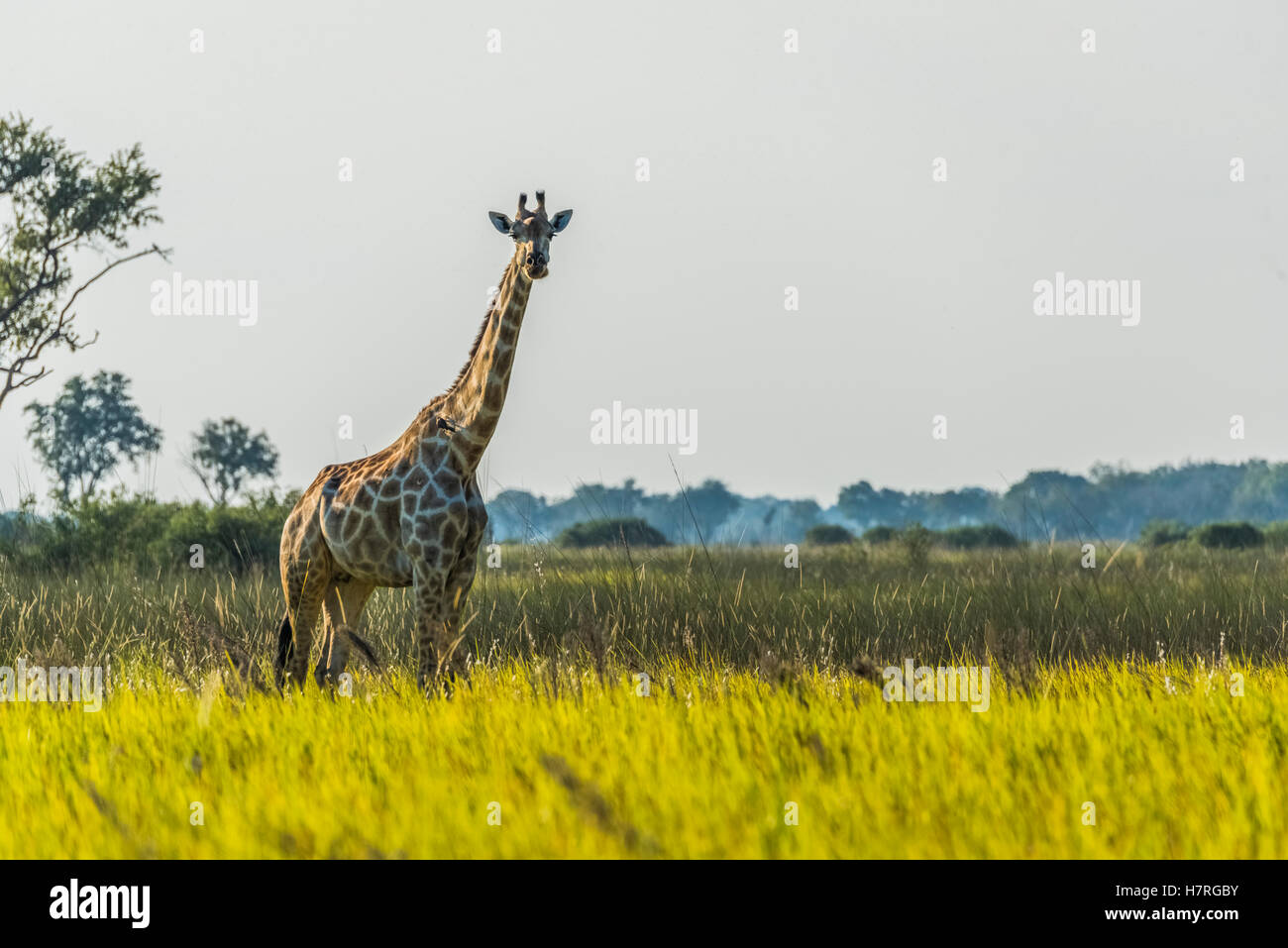 South African Girafe (Giraffa camelopardalis giraffa) dans l'herbe face à huis clos ; le Botswana Banque D'Images