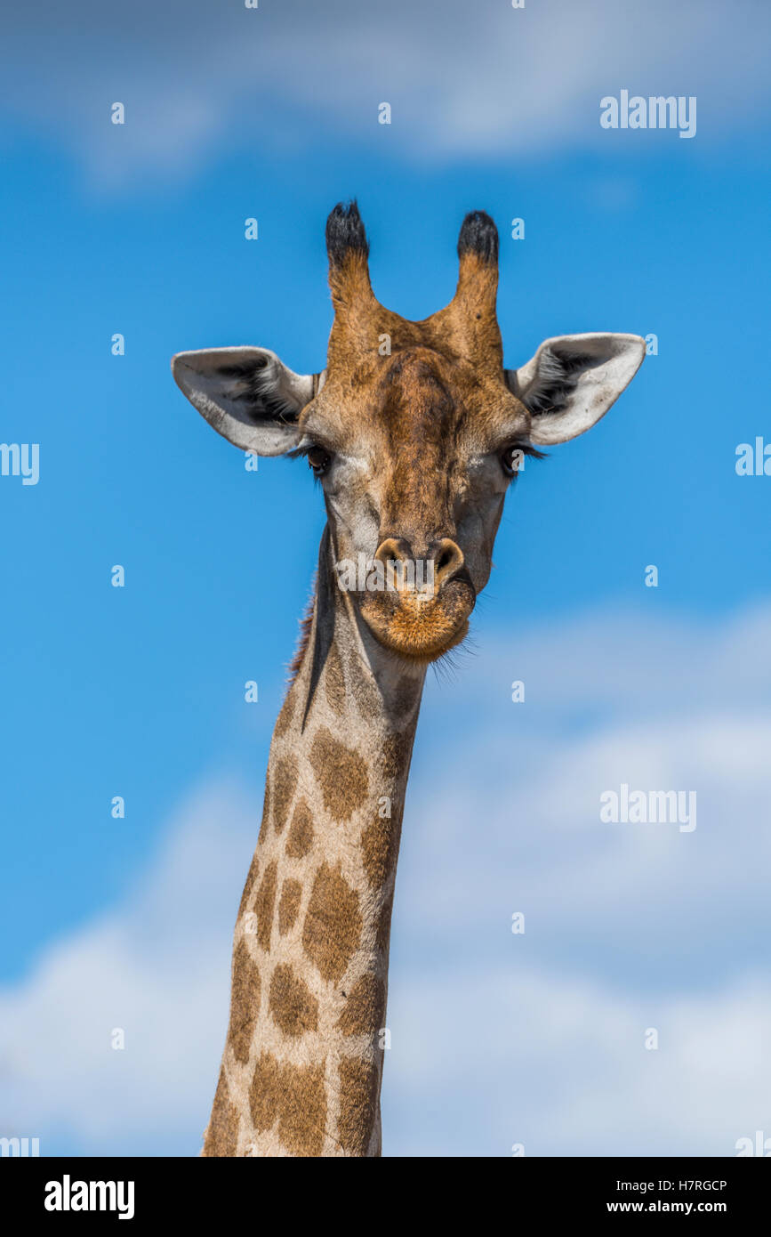 Close up of South African Girafe (Giraffa camelopardalis) face à l'appareil photo, le Botswana Banque D'Images