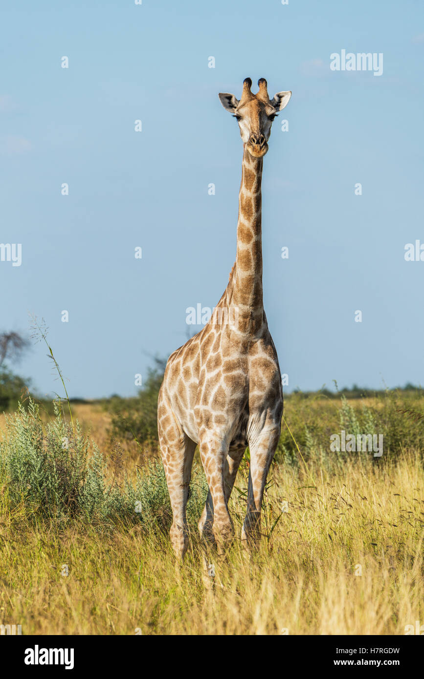 South African Girafe (Giraffa camelopardalis) face à l'appareil photo dans l'herbe ; Botswana Banque D'Images