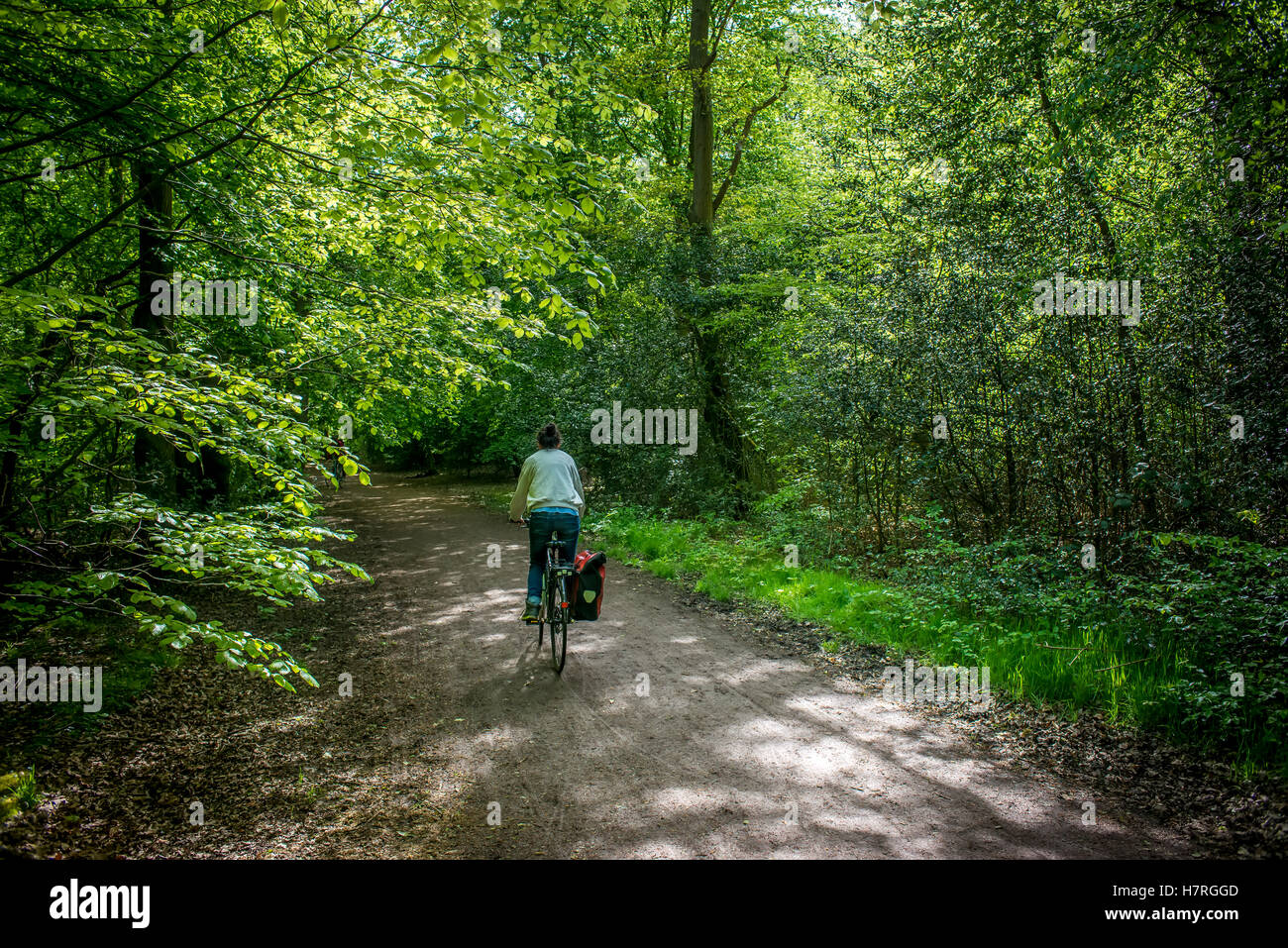 Randonnée à vélo dans la forêt d'Epping, Londres, Angleterre Banque D'Images