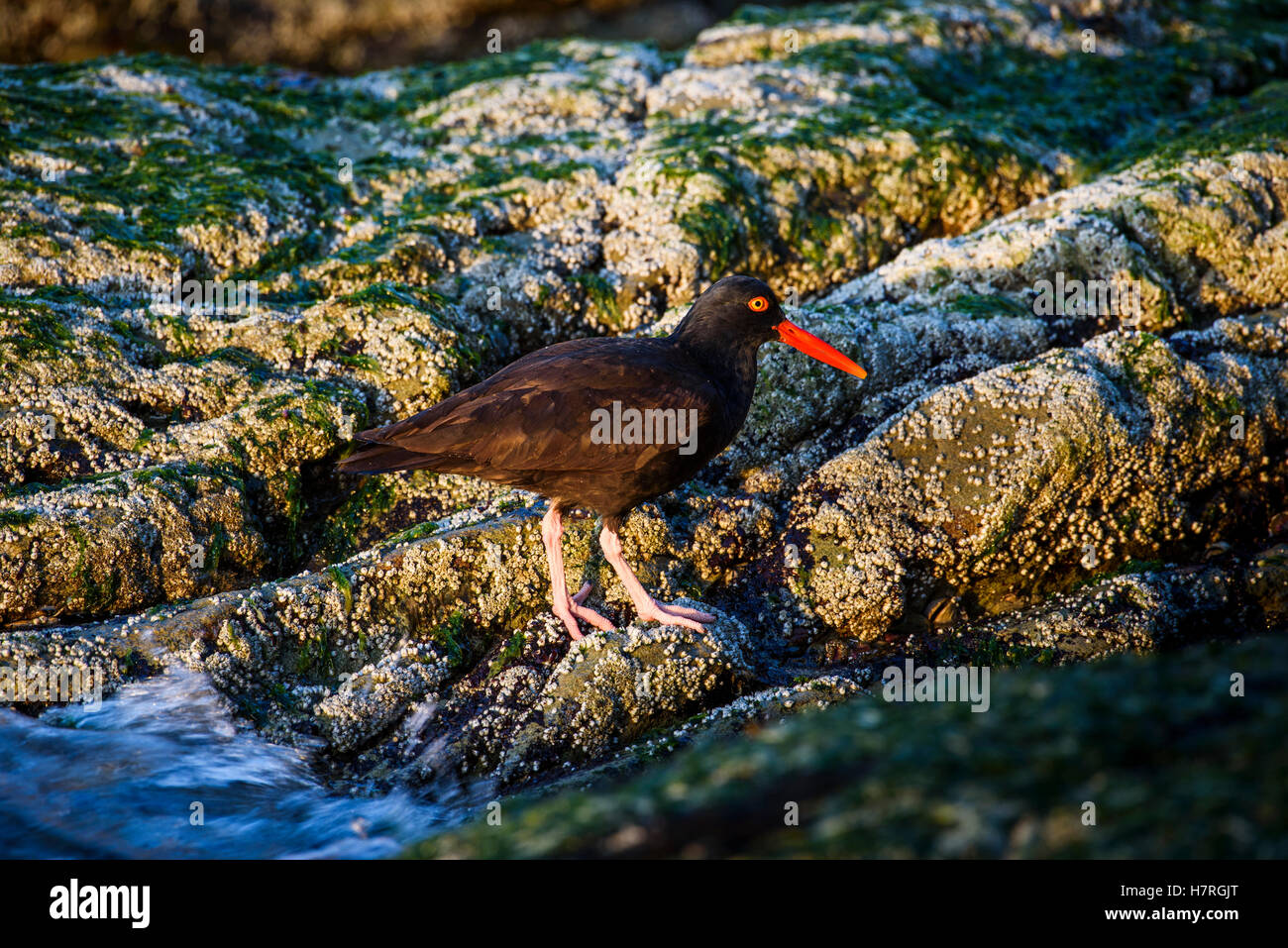 L'Huîtrier d'Amérique (Haematopus bachmani) fourrages dans la zone intertidale, sur la côte de l'Oregon ; Arch Cape, Oregon, United States of America Banque D'Images