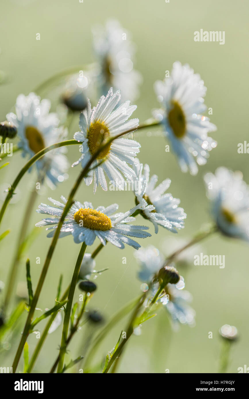 Ox-Eye Daisy (Leucanthemum vulgare), cette espèce se développe dans les prés au loin ; Astoria, Oregon, United States of America Banque D'Images