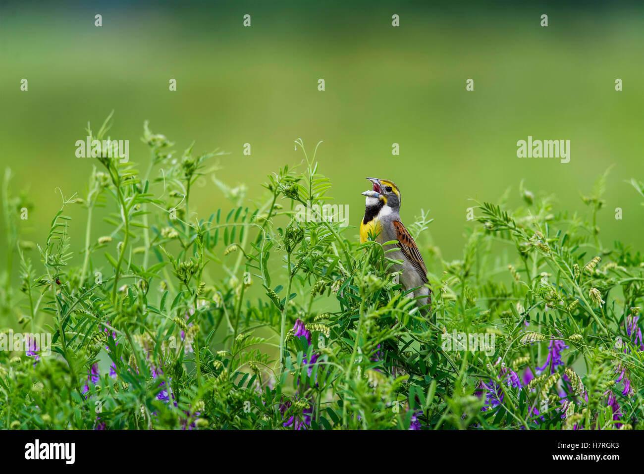Un mâle Dickcissel (Spiza americana) chant ; Vian, Oklahoma, United States of America Banque D'Images