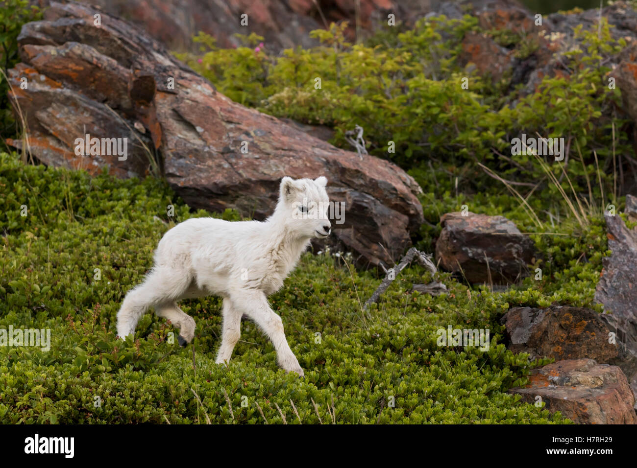 Un agneau du mouflon de Dall (Ovis dalli) tourne autour de la colline, les montagnes Chugach, centre-sud de l'Alaska, l'Alaska, USA Banque D'Images