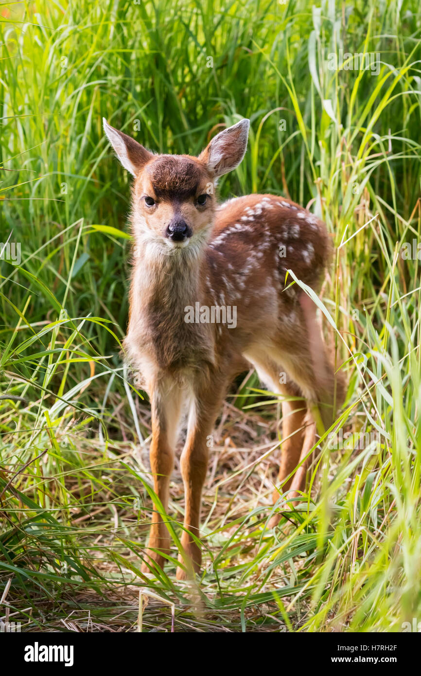 Guadeloupe les cerfs à queue noire (Odocoileus hemionus sitkensis) fawn examine l'appareil photo, captifs à l'Alaska Wildlife Conservation Center Banque D'Images