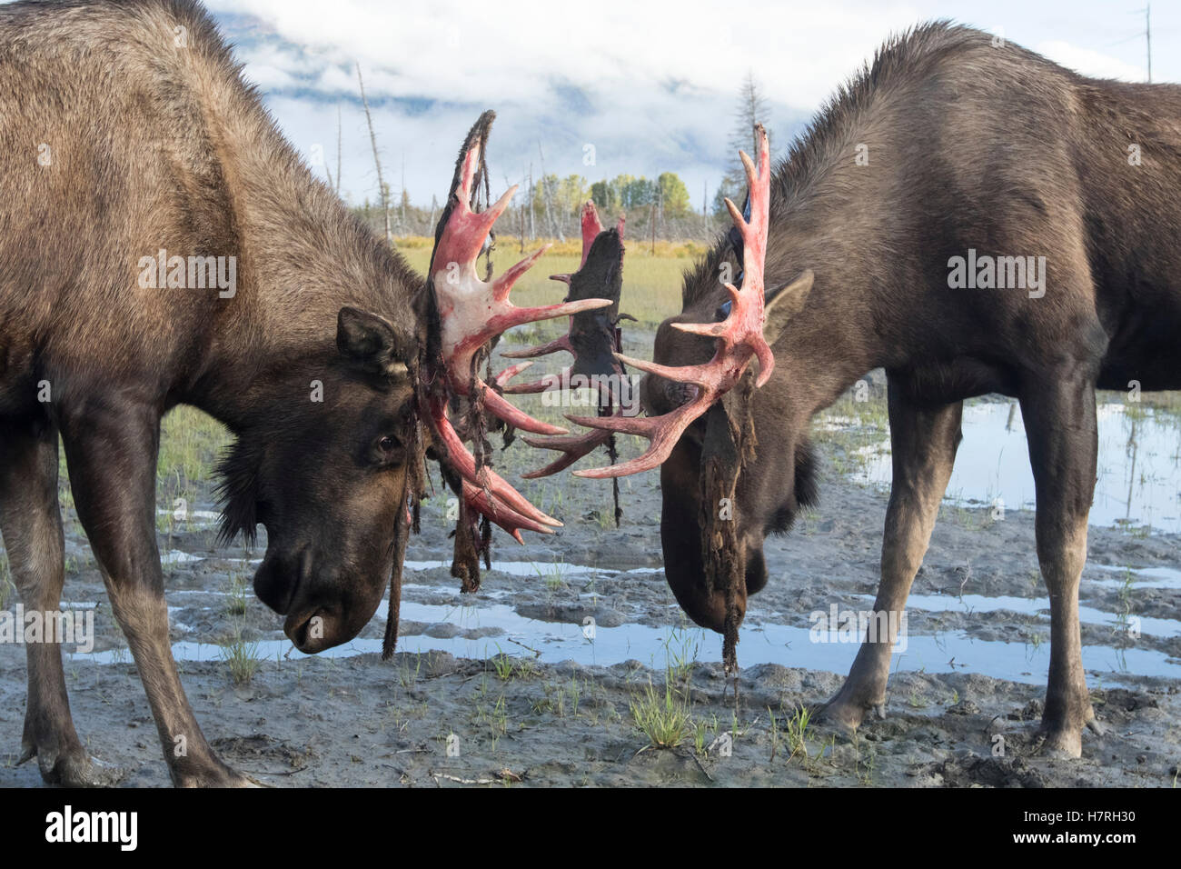 Orignal (Alces alces) à peine de faire son bois de velours et de regarder un peu rouge, Alaska Wildlife Conservation Center Banque D'Images