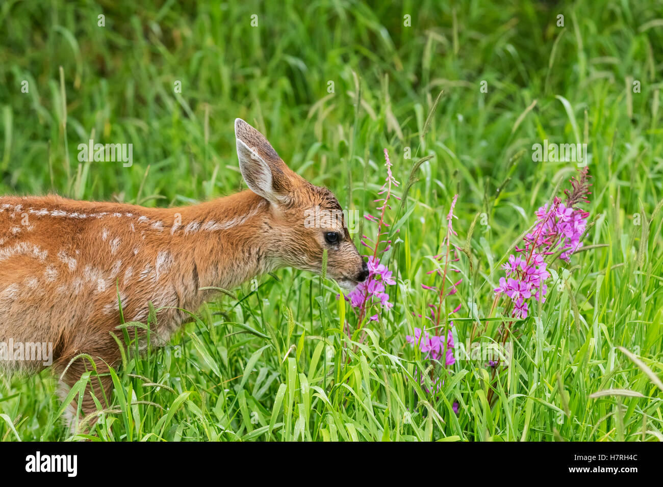 Sitka Fawn de cerf à queue noire (Odocoileus hemionus Sitkensis) Munches on Fireweed (Chamerion angustifolium) en pré, animal captif à l'Alaska... Banque D'Images