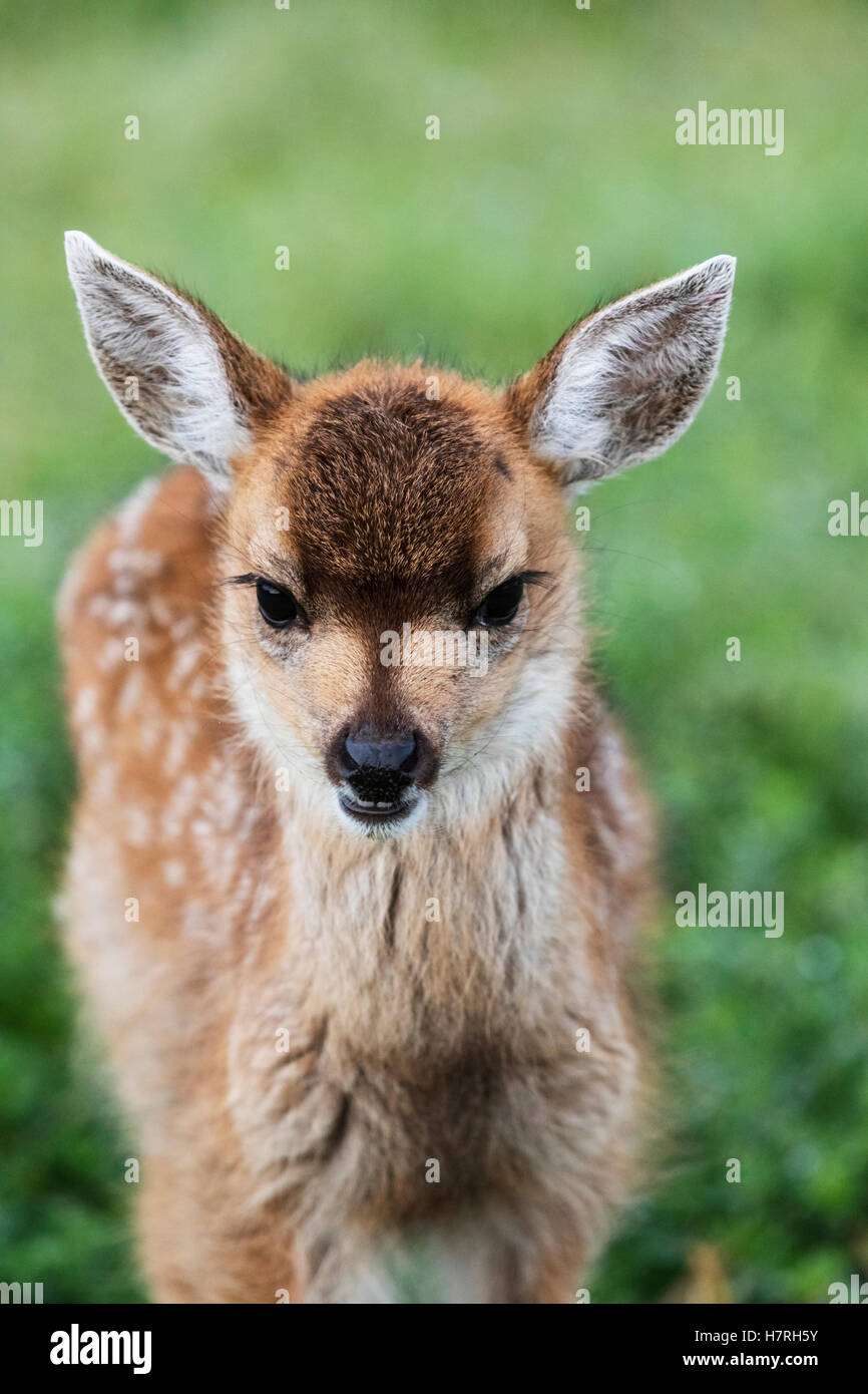 Guadeloupe les cerfs à queue noire (Odocoileus hemionus sitkensis) fawn portrait, captifs à l'Alaska Wildlife Conservation Center Banque D'Images