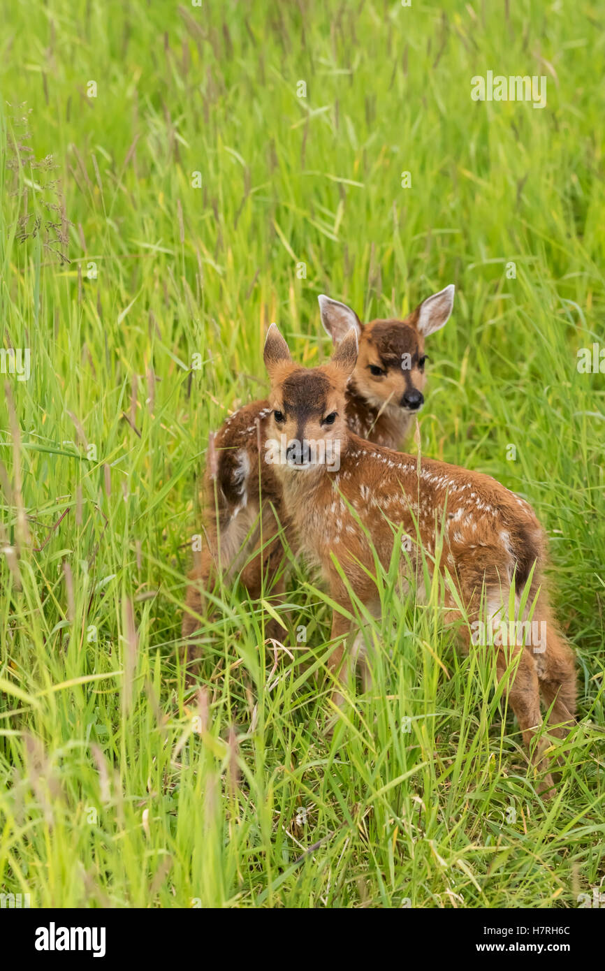 Guadeloupe les cerfs à queue noire (Odocoileus hemionus sitkensis) des faons, regarder l'appareil photo de pâturage herbeux, captifs à l'Alaska Wildlife Conservation Center Banque D'Images