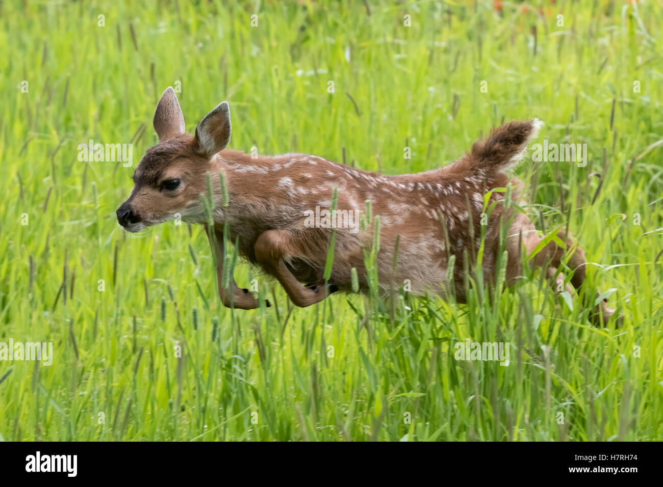 Guadeloupe les cerfs à queue noire (Odocoileus hemionus sitkensis) fawn qui traverse un pâturage de graminées, captifs à l'Alaska Wildlife Conservation Center Banque D'Images