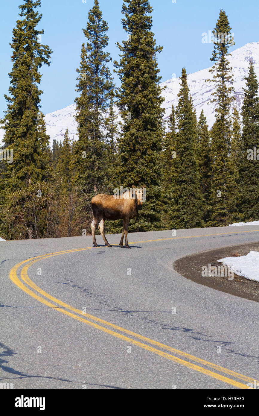 Un orignal (Alces Alces) traverse le chemin Park, le parc national Denali et la réserve de l'intérieur de l'Alaska à Springtime, le mont McKinley et la chaîne de... Banque D'Images