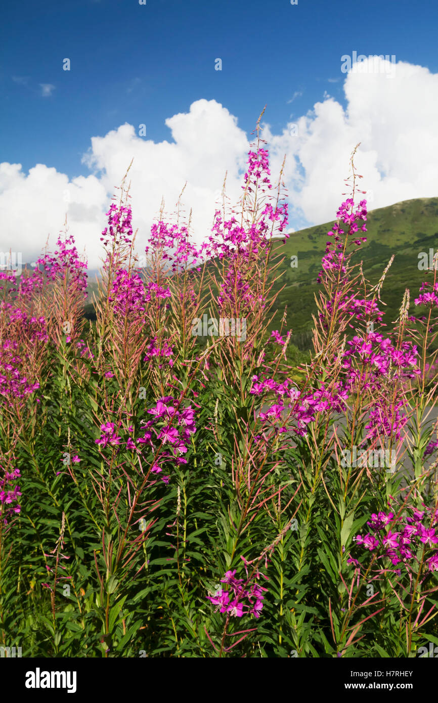 L'épilobe (Chamerion angustifolium) se tient sur le bord de la route près de Summit Lake sur la péninsule de Kenai, le centre-sud de l'Alaska Banque D'Images