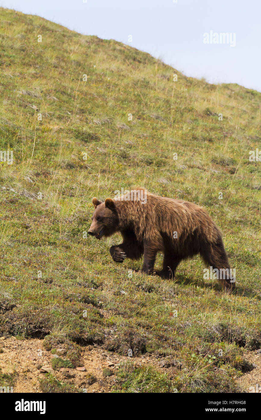 Un Grizzly mature (Ursus arctos horribilis) traverse la toundra près de la route du Parc, Parc national et réserve Denali, intérieur de l'Alaska en été... Banque D'Images