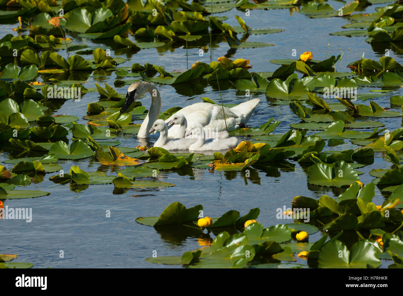 Un cygne trompettiste adulte (Cygnus buccinator) nage avec trois cygnets dans Un lac couvert de Lily Pad sur la péninsule de Kenai à Summertime, au centre-sud... Banque D'Images