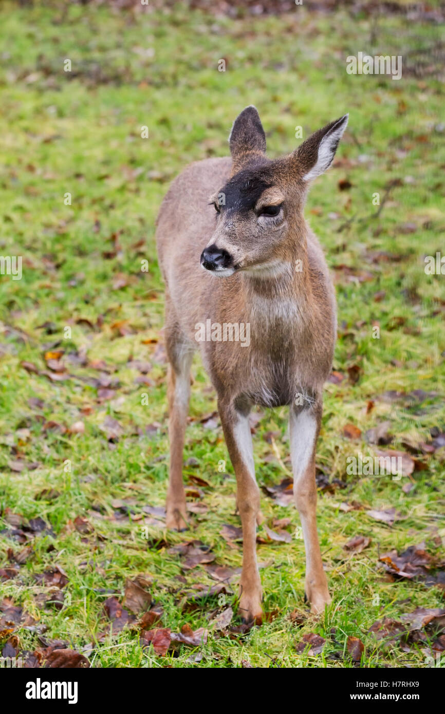 Sitka captif du cerf à queue noire (Odocoileus hemionus sitkensis) à l'Alaska Wildlife Conservation Center à l'automne Banque D'Images