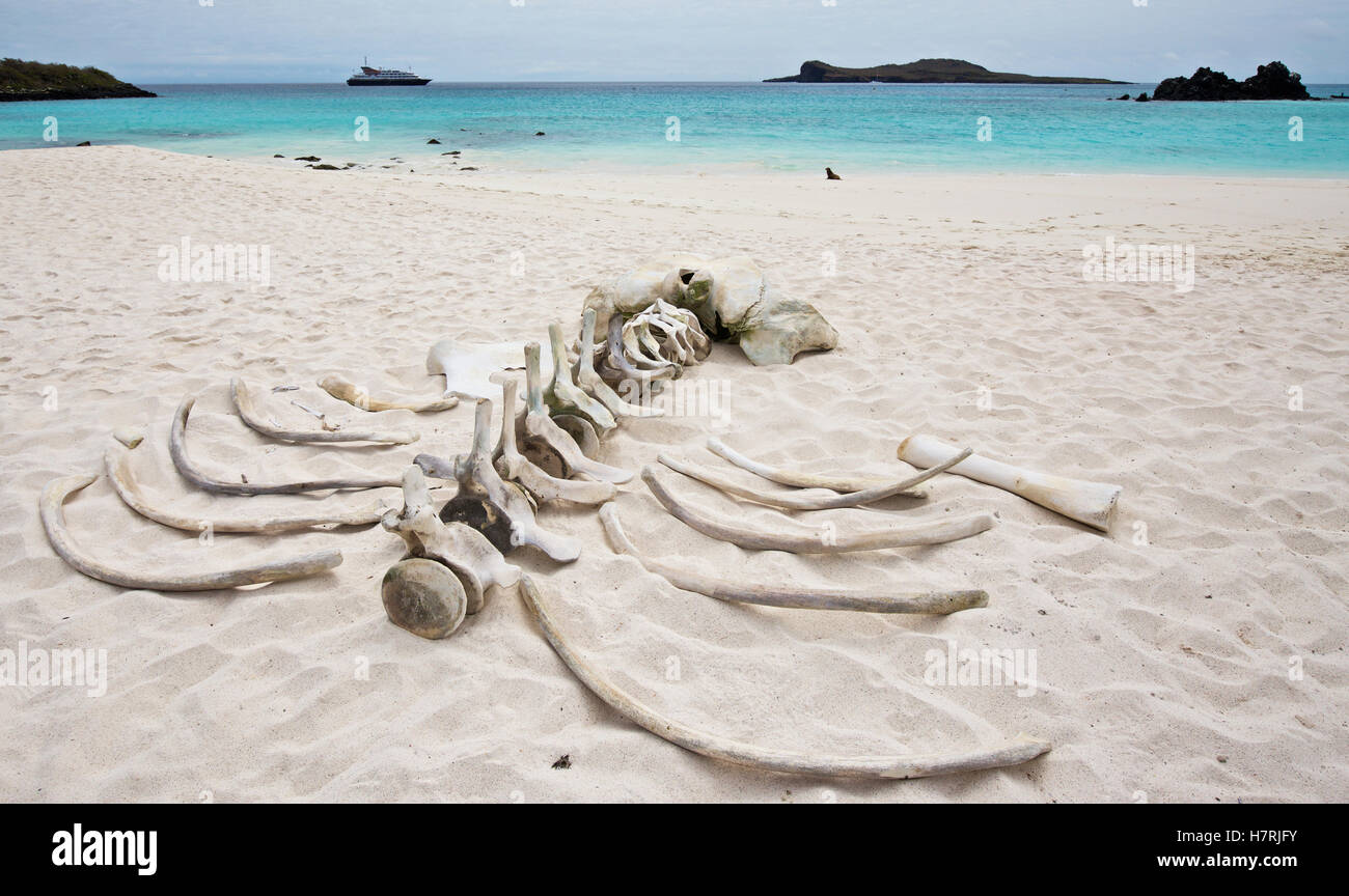 Plage de sable blanc aux eaux turquoises et blanchis squelette d'une baleine à bosse Banque D'Images