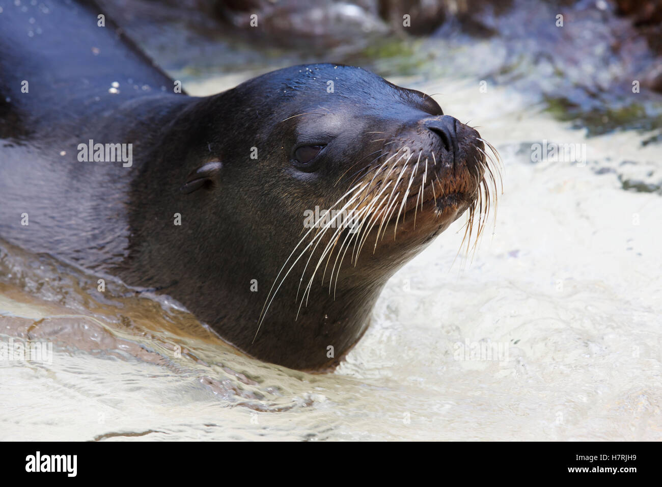 Close up de lion de mer dans les vagues d'une plage de sable blanc Banque D'Images