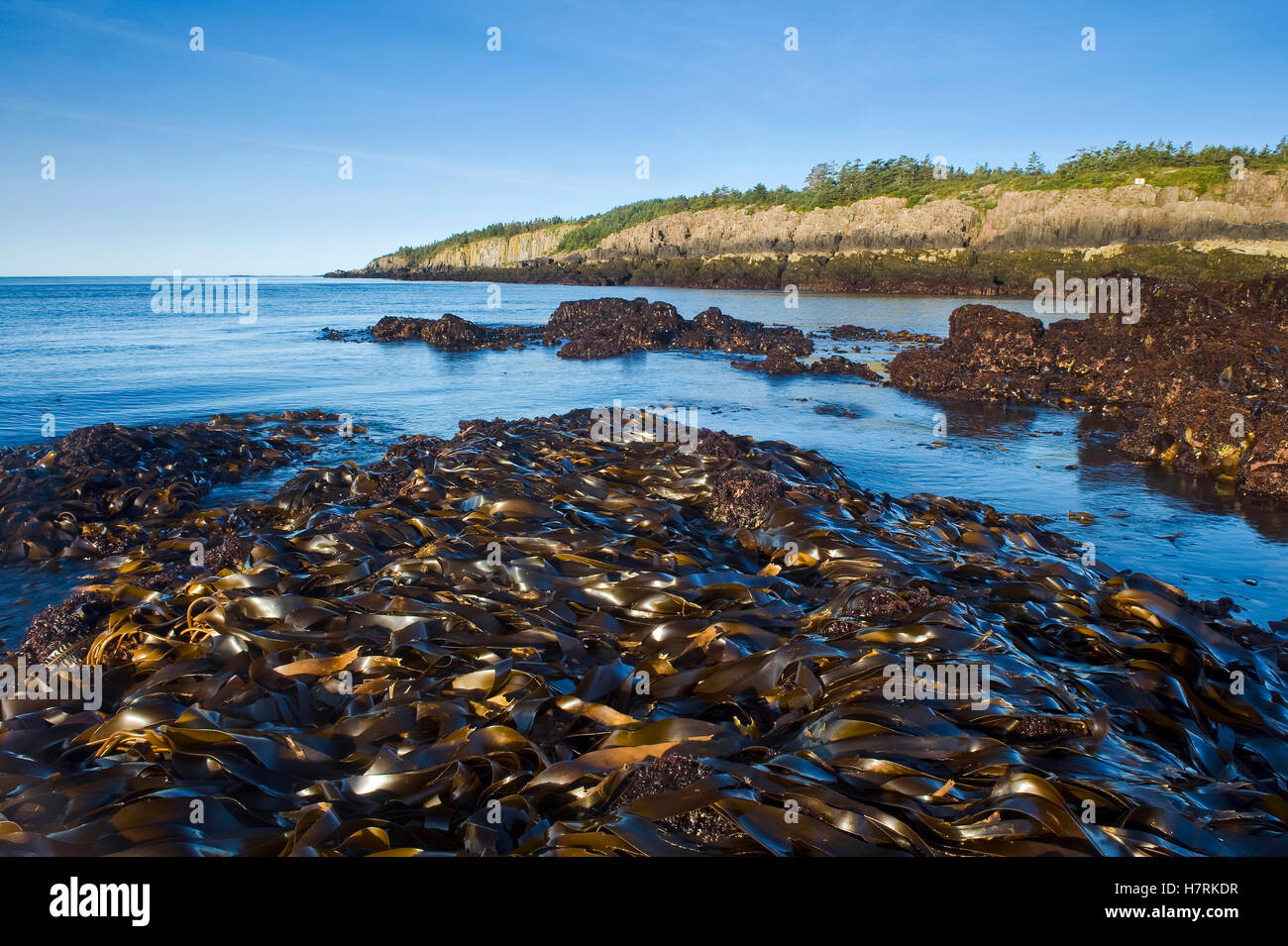 Lit de varech, basalte, falaises de la baie de Fundy ; l'île Brier, Nova  Scotia, Canada Photo Stock - Alamy