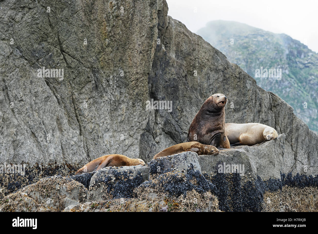 L'otarie de Steller (Eumetopias jubatus) ; Seward, Alaska, États-Unis d'Amérique Banque D'Images