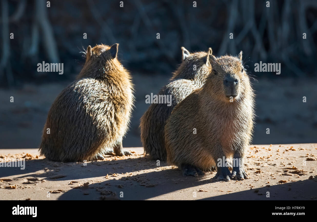 Capybara (Hydrochoerus hydrochaeris) ; Aire de conservation du Pantanal, Brésil Banque D'Images