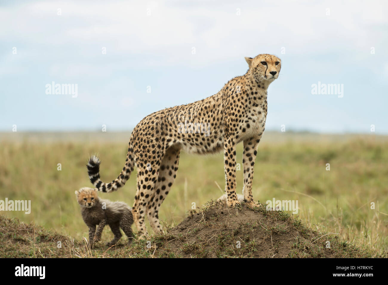 Le Guépard (Acinonyx jubatus) et c'est le cub, Maasai Mara National Reserve, Kenya Banque D'Images