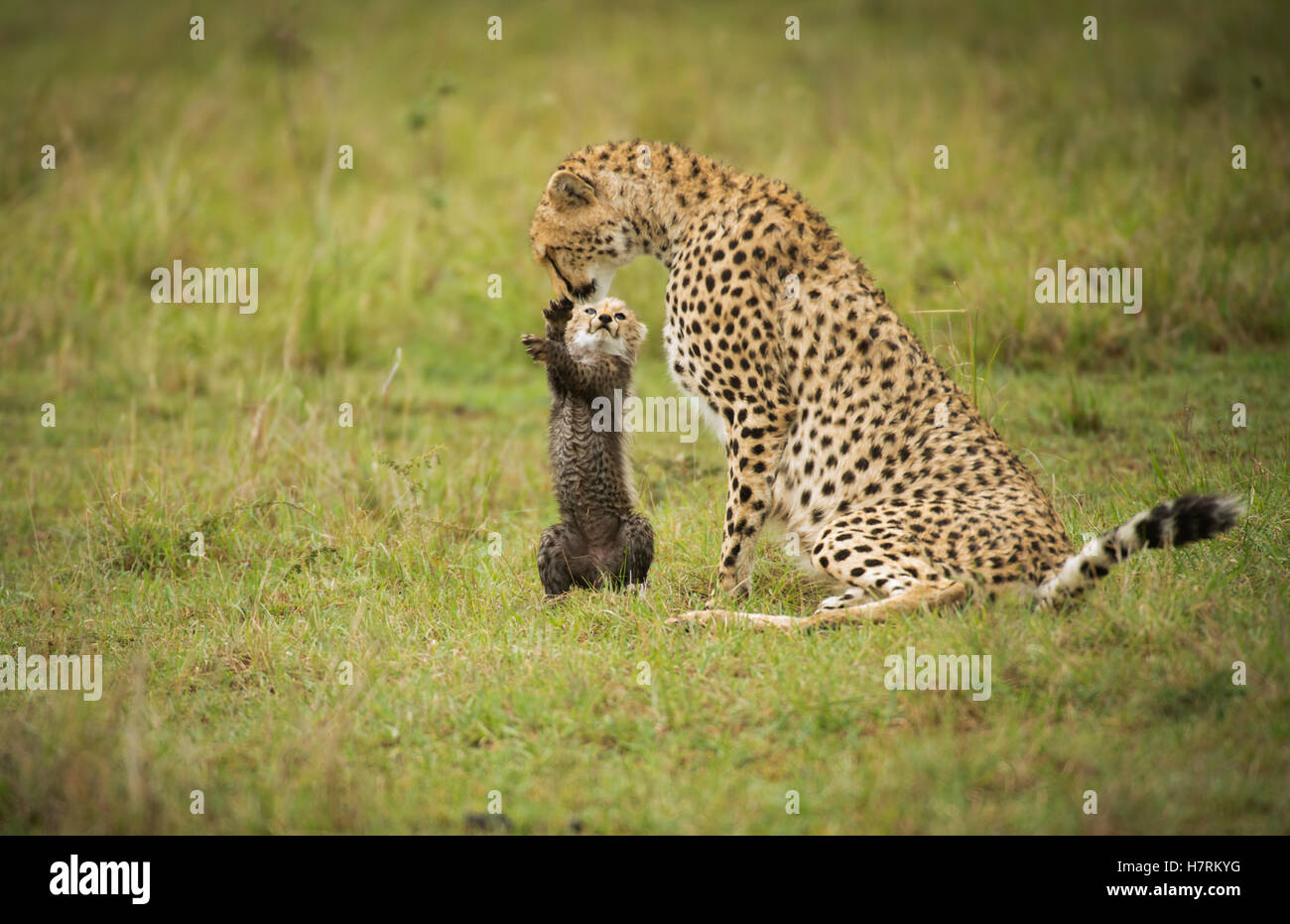 Le Guépard (Acinonyx jubatus) avec son cub, Maasai Mara National Reserve, Kenya Banque D'Images